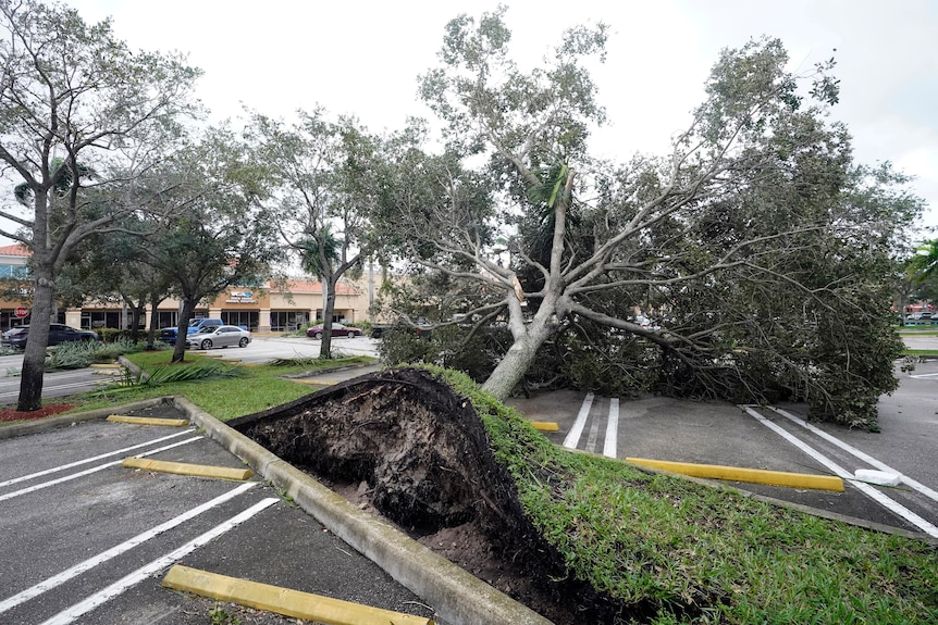 Tree roots ripped