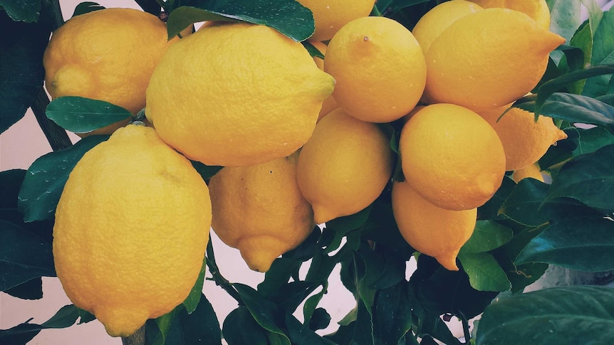 Lemon tree laden with ripe lemons