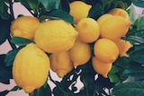 Lemon tree laden with ripe lemons