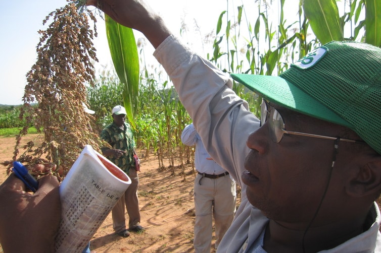 Sorghum breeder examines drought resistant genotype