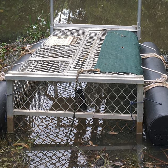 A photo of a crocodile trap partly submerged in water, attached to two floating pontoons.
