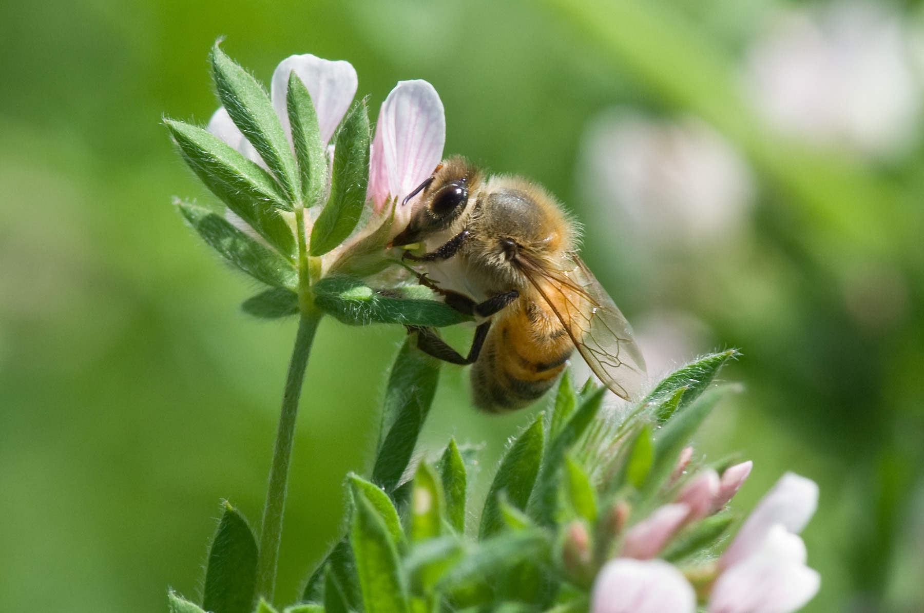 A bee on a clover flower 
