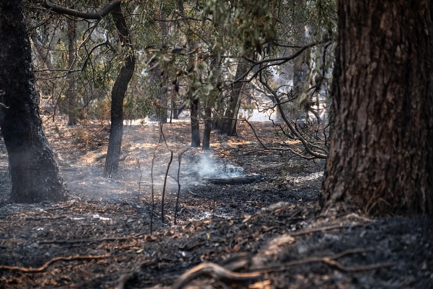 Burnt bushland after a fire