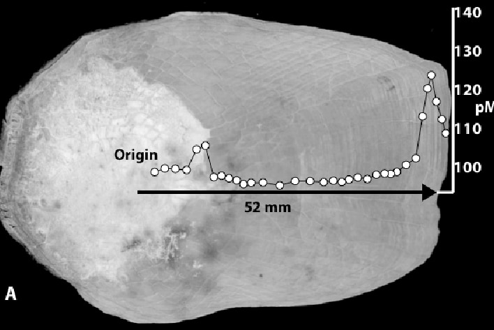 A black and white graphic showing levels of Carbon 14 in a lungfish scale.