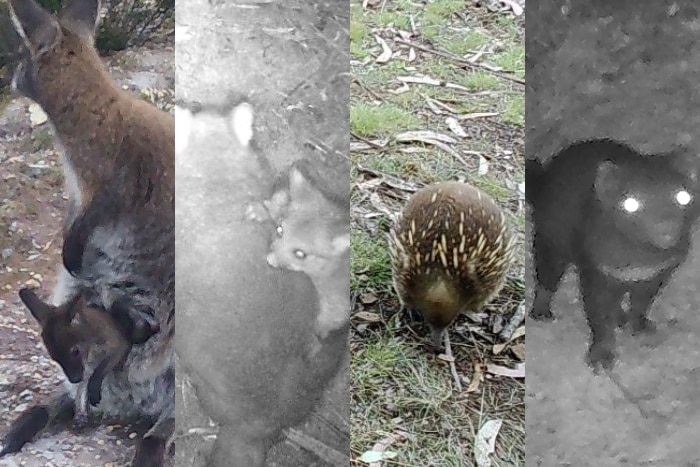 Four different animals captured on camera traps.