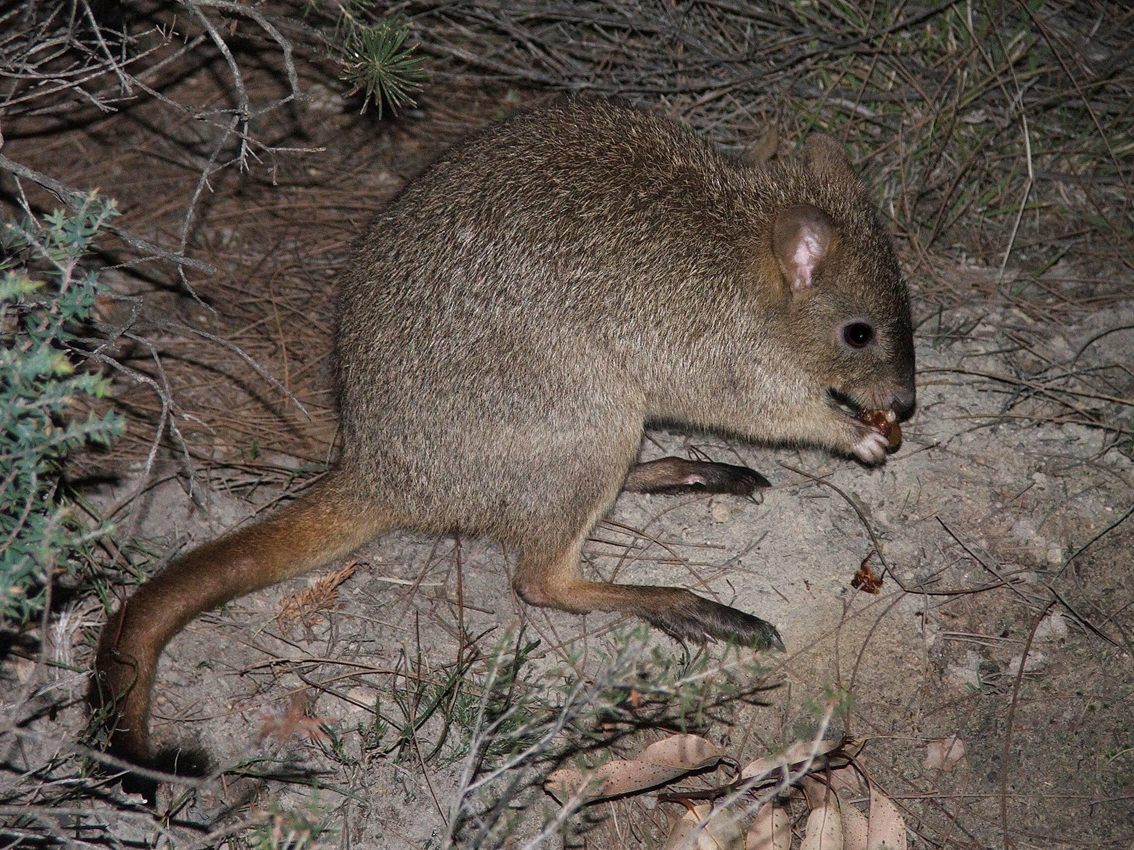 A woylie sitting among twigs and shrubs.