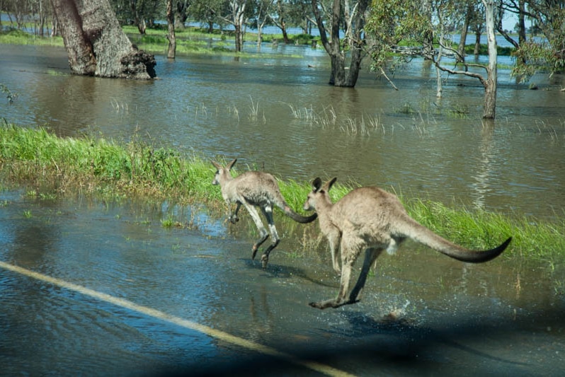 Kangaroos hopping along beside a flooded road