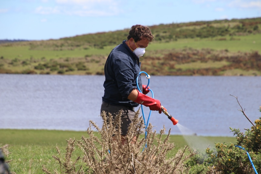 a man in a blue shirt, rubber gloves and face-mask sprays weeds with a hose. 