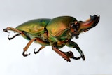 A large stag beetle with green and gold colouring