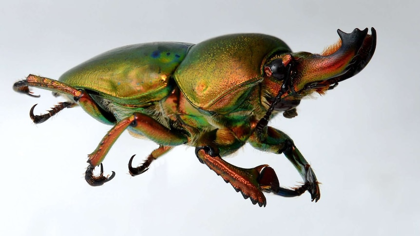 A large stag beetle with green and gold colouring