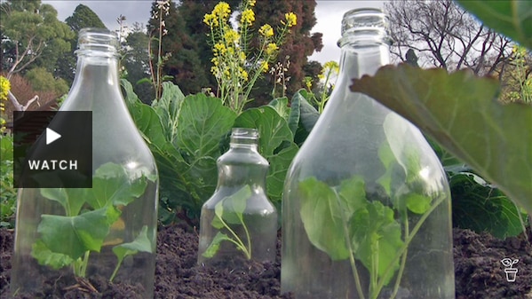 The tops of large glass bottles covering seedlings in a garden bed. Has Video.
