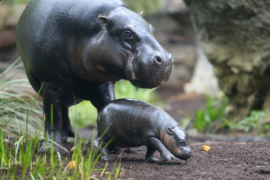 Mum Petre with baby pygmy hippo calf Obi