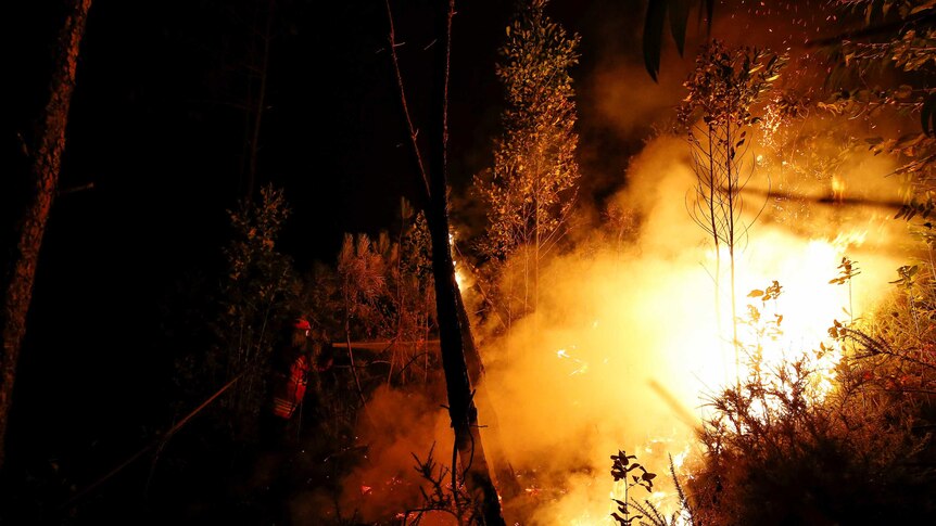 Firefighter sprays water on wall of intense fire burning in a forest.