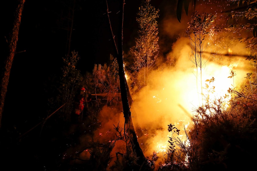 Firefighter sprays water on wall of intense fire burning in a forest