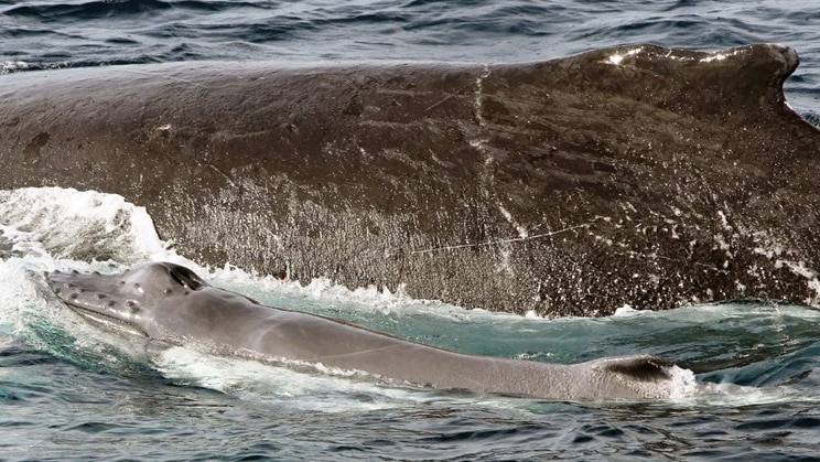 A humpback whale and her calf swim side by side off the Gold Coast.