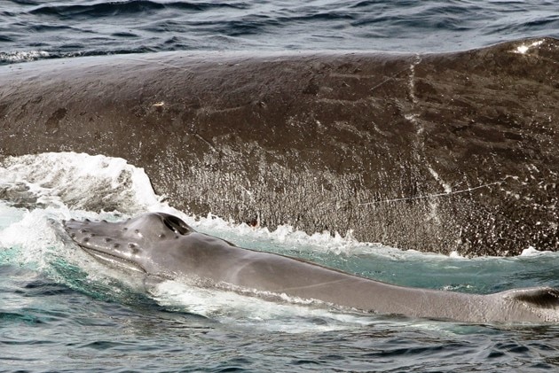 A humpback whale and her calf swim side by side off the Gold Coast.