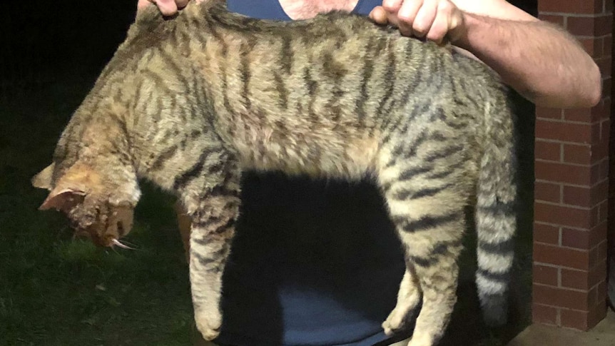 A large dead feral cat is held up by a man in a blue singlet at night with his face out of shot.