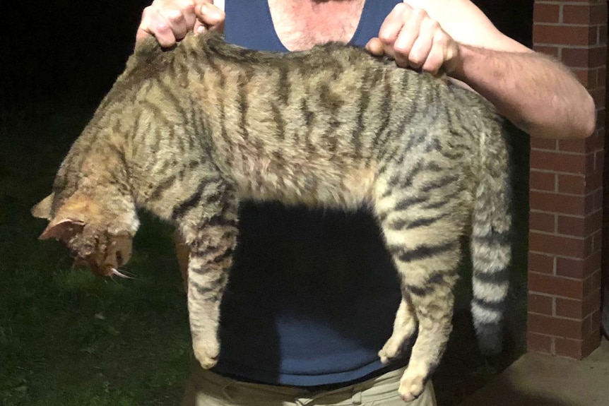 A large dead feral cat is held up by a man in a blue singlet at night with his face out of shot.
