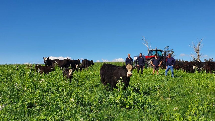 Cows graze in a pasture, with members of the SoilKee team standing by their planter.