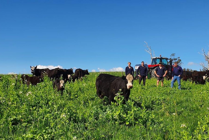 Cows graze in a pasture, with members of the SoilKee team standing by their planter.