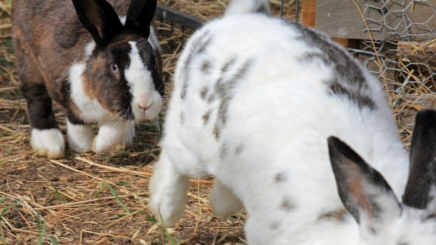 Free ranging rabbits