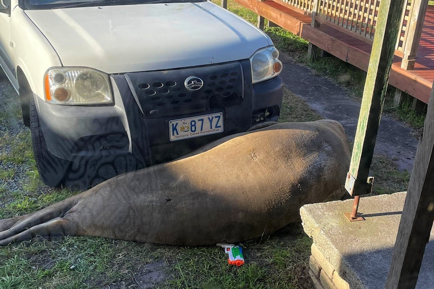 A large seal lies down in front of a car in a driveway. 