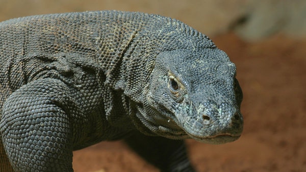 Too hot to handle: Reptiles such as the komodo dragon may find it increasingly hard to regulate their temperature.