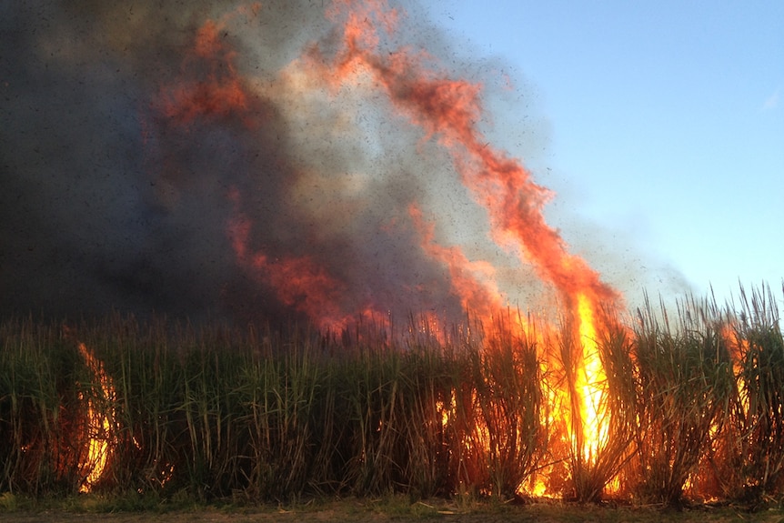 A cane crop on fire.