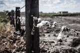 A flooded cotton field near Biloela.