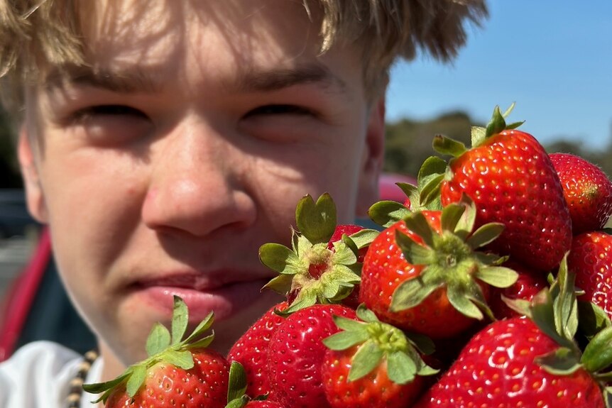 A teenage boy squints in the sunshine holding a punnet of red strawberries to his face.