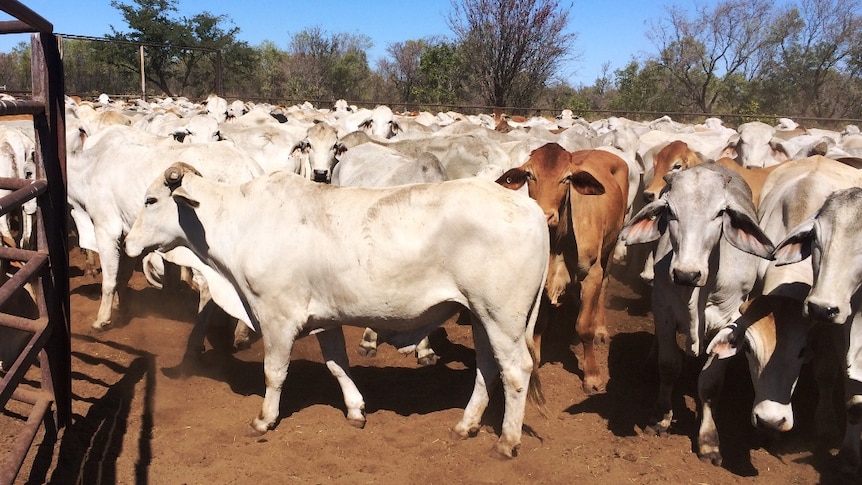 cattle in yards with trees in the background