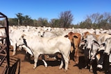 cattle in yards with trees in the background