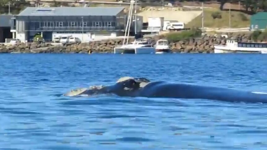 Southern Right whale spotted in Sydney's middle harbour