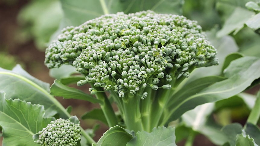Broccoli plant.