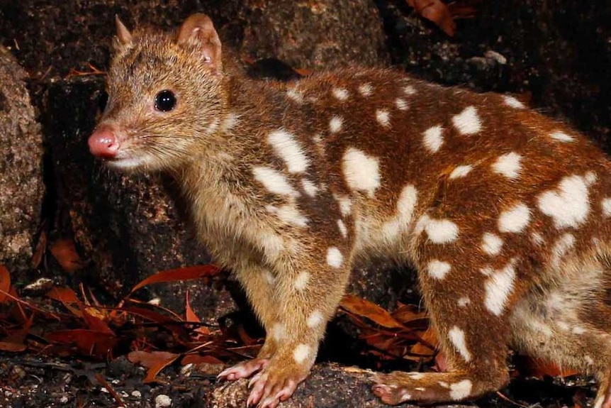 A spotted quoll in a rocky outcrop