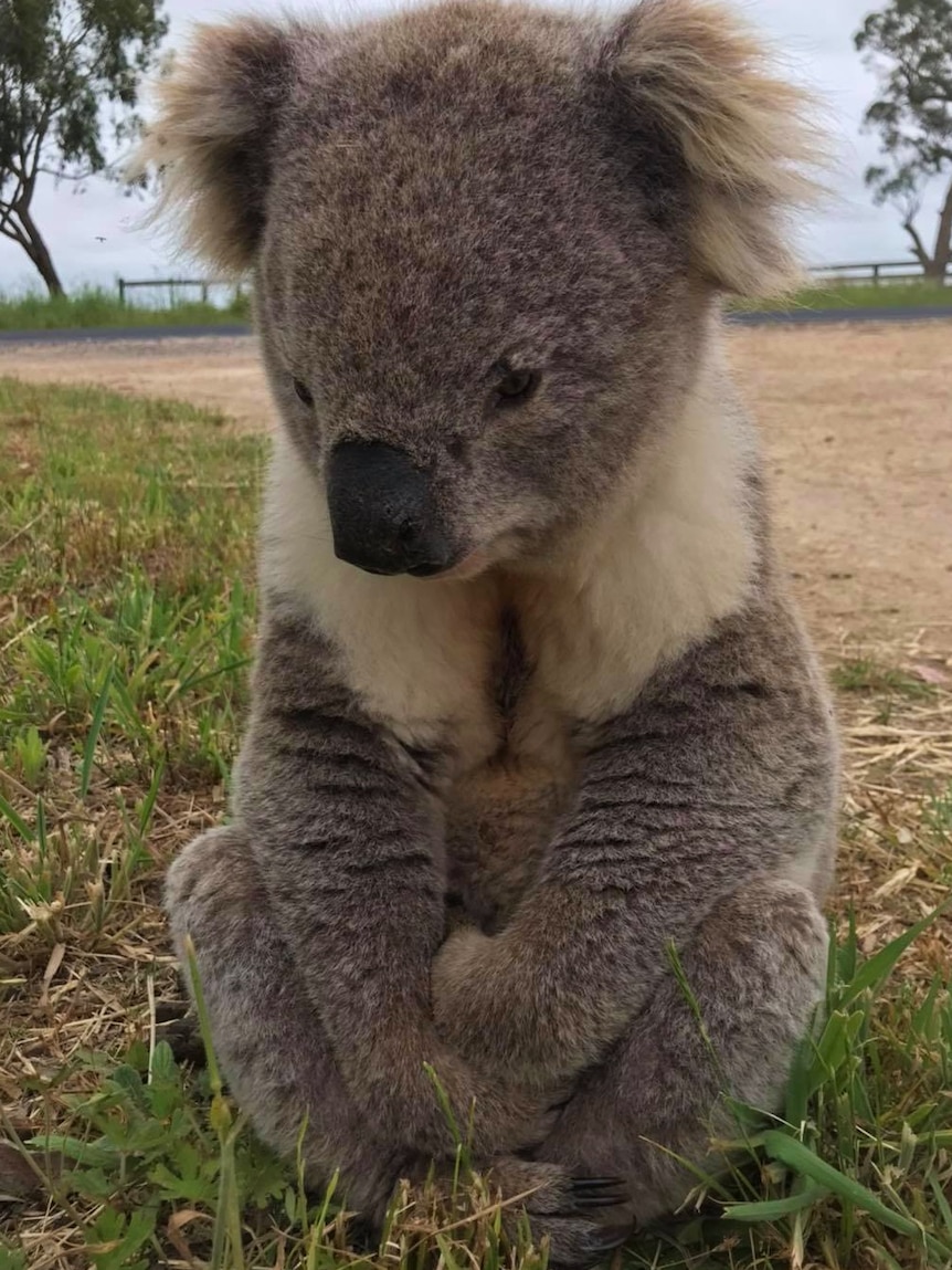 A close-up of an injured koala