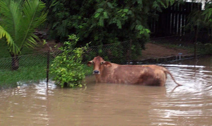Ingham flood clean-up steps up - ABC News