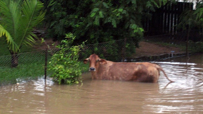 A lost heifer stands in the back yard of an Ingham house