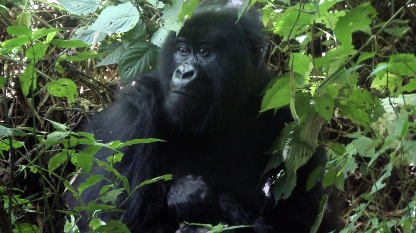 Mountain gorilla in Virunga National Park