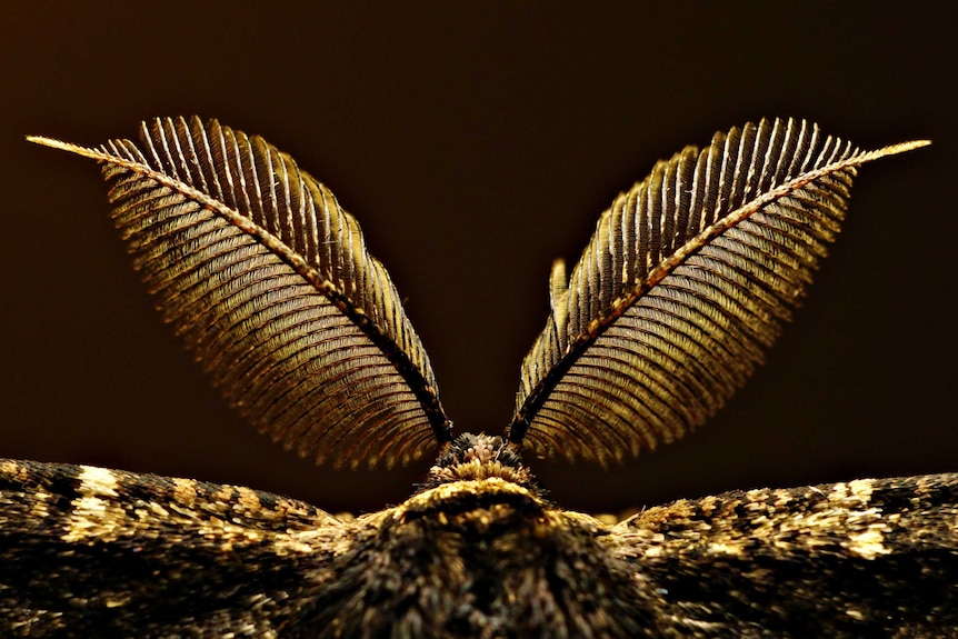 A gold moth flying against a black background.