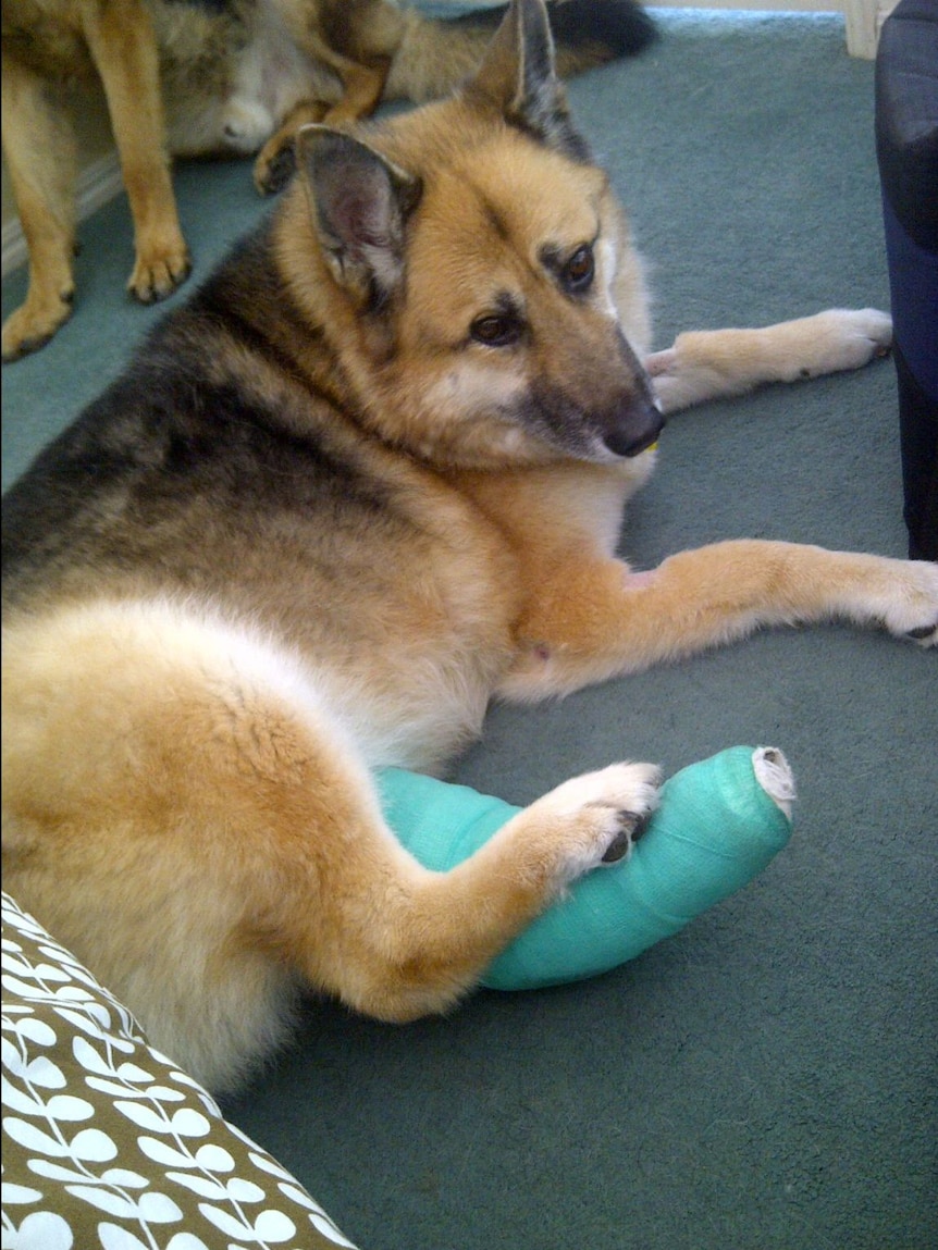 Melanie's dog Tequila with a leg bandage