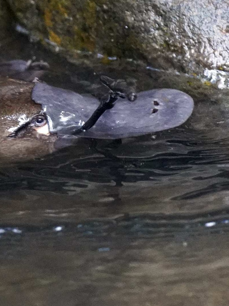 a platypus in the water with a plastic ring caught around its bill.