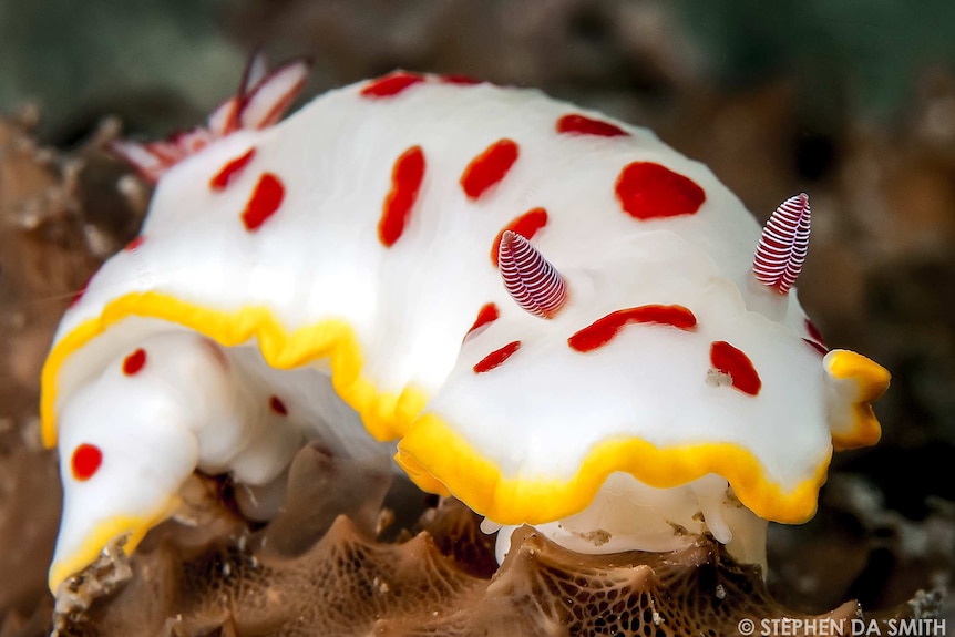 A white with red spots sea slug Goniobranchus splendidus taken at Nelson Bay, NSW.