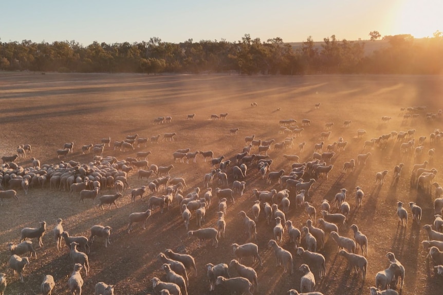 Sheep in a dusty field.