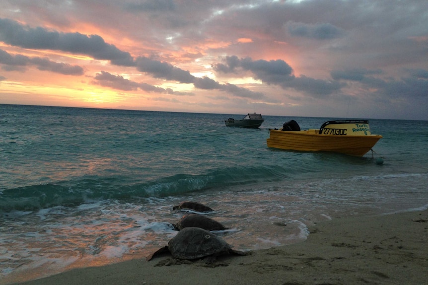 Three green sea turtles enter the ocean near two small boats at sunset