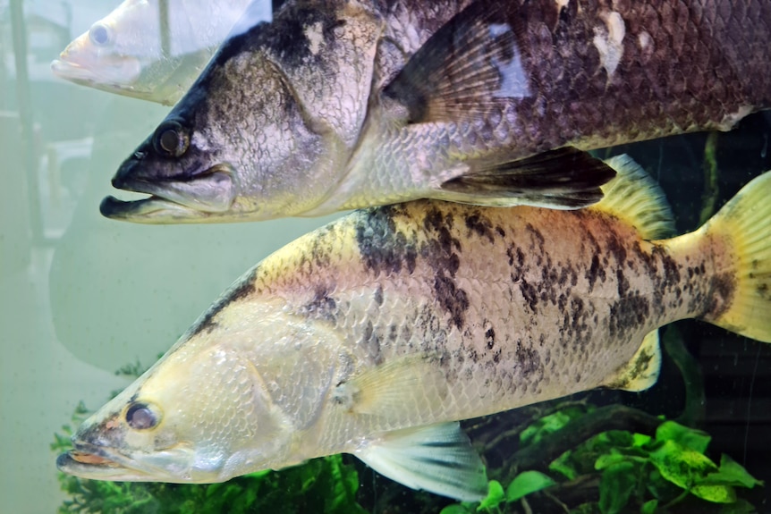 Two small barramundi in a tank, one is silver, the other golden