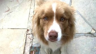 Light brown, lilac, coloured border collie looks up with its ears down.