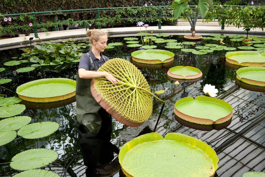 A woman raises a giant lilypad from a pond in a glasshouse.