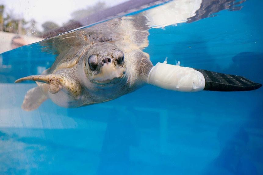 A turtle tries out a new flipper