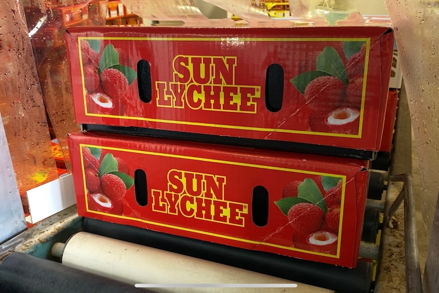 Two bright red boxes with Sun Lychee written in bright, large, bold yellow font with pictures of lychees on the side    